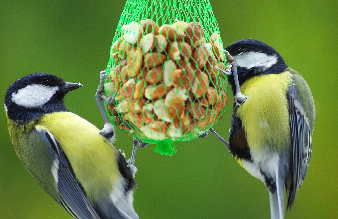 Joindre le service client E-commerce pour des acteurs essentiels du secteur de l’alimentation pour animaux en Belgique